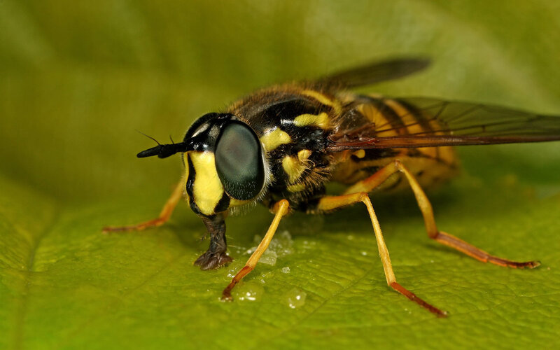 hoverfly on a leaf