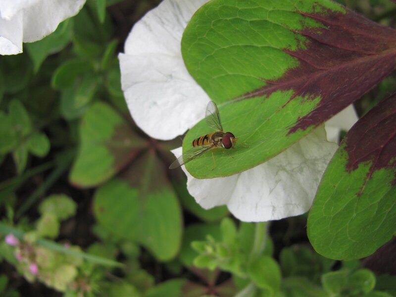 Hoverfly on a leaf