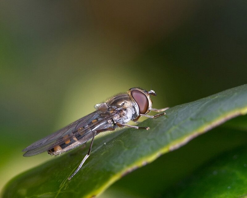 hoverfly on a leaf