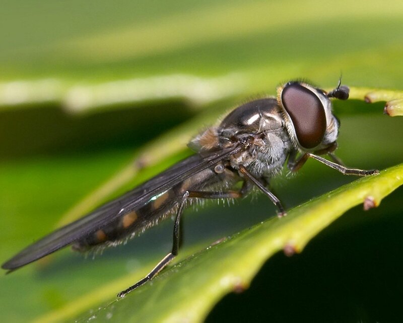 hoverfly on a leaf