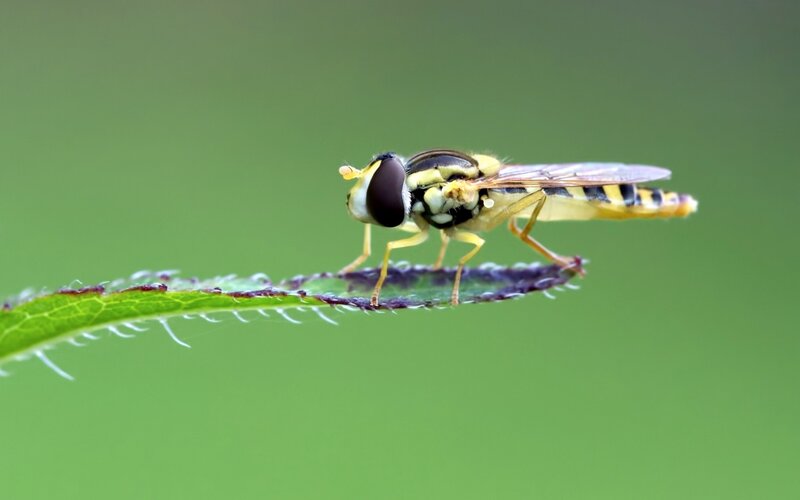 Hoverfly on a leaf