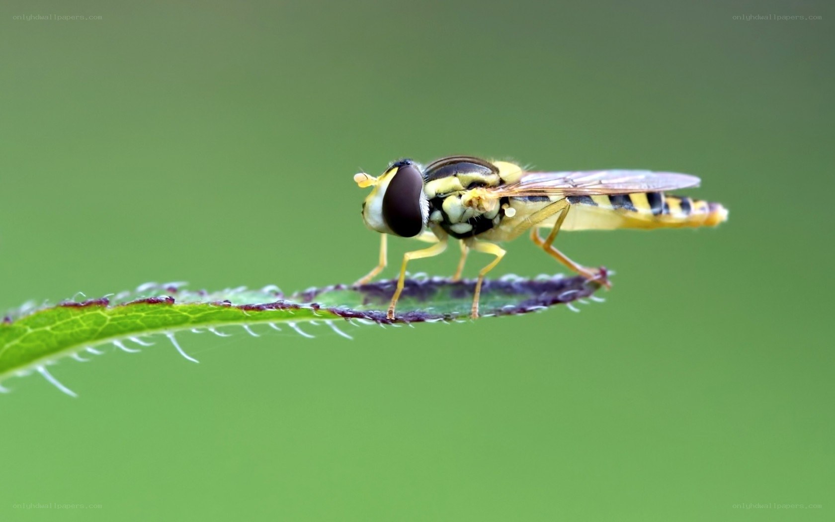 Hoverfly on a leaf