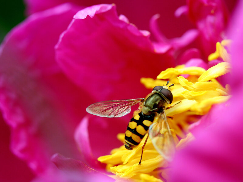 Hoverfly on a pink flower