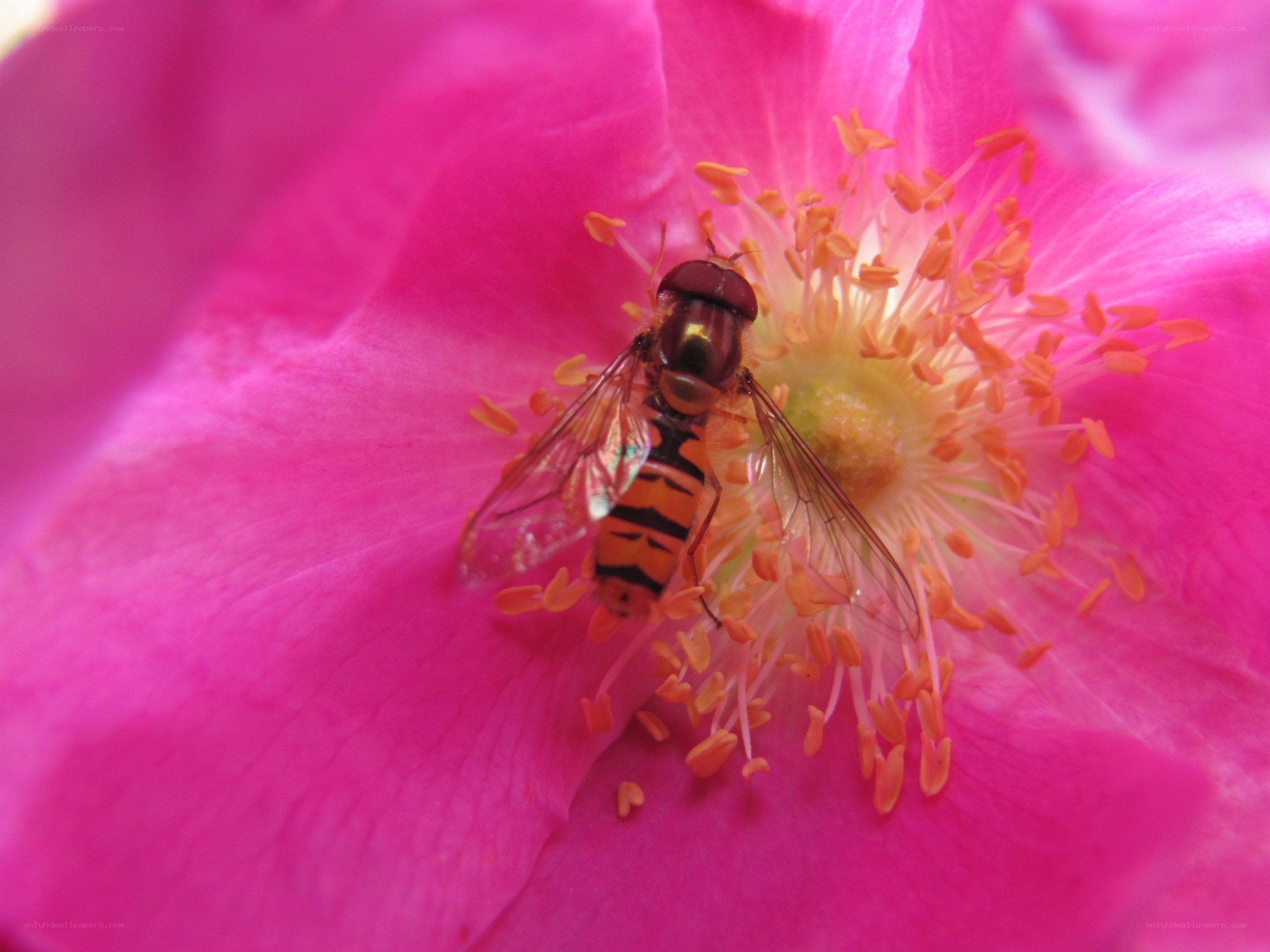 Hoverfly on a pink flower