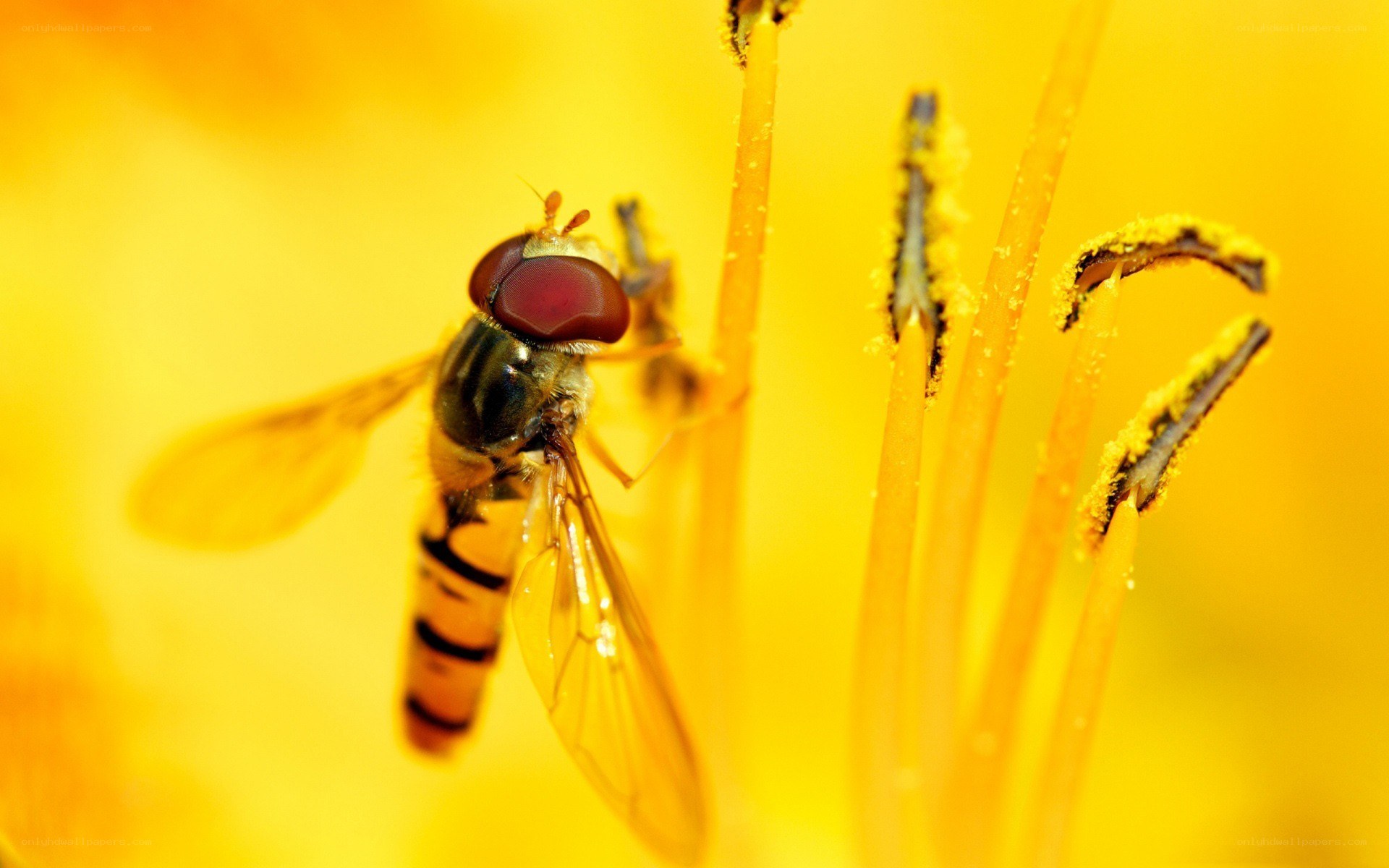 hoverfly on a yellow flower