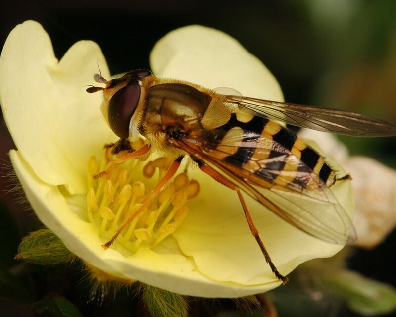 hoverfly on a yellow flower