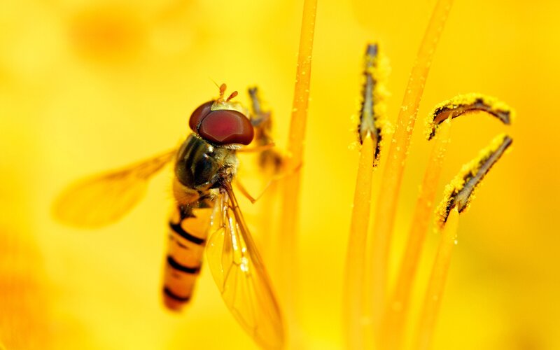 hoverfly on a yellow flower