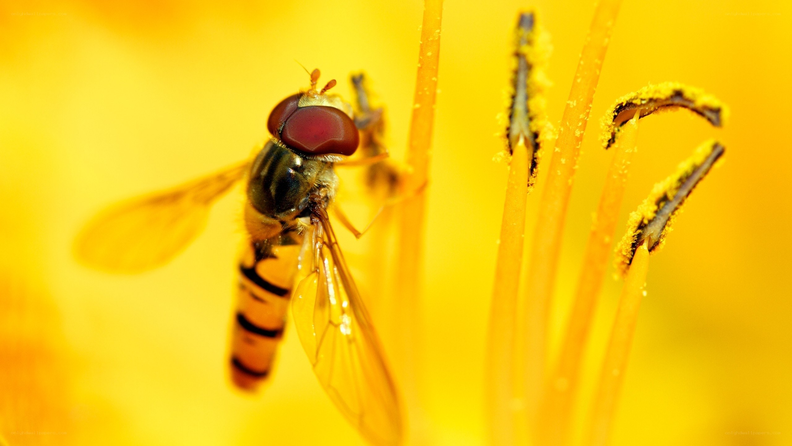 Hoverfly on a yellow flower