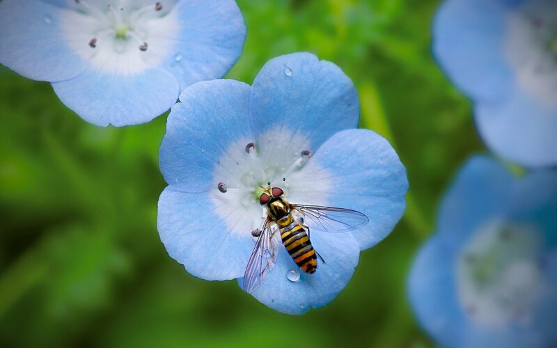Hoverfly on Blue Flower — Calm, Spring