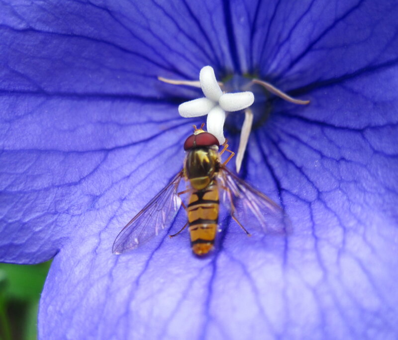 Hoverfly on Blue Flower — Calm