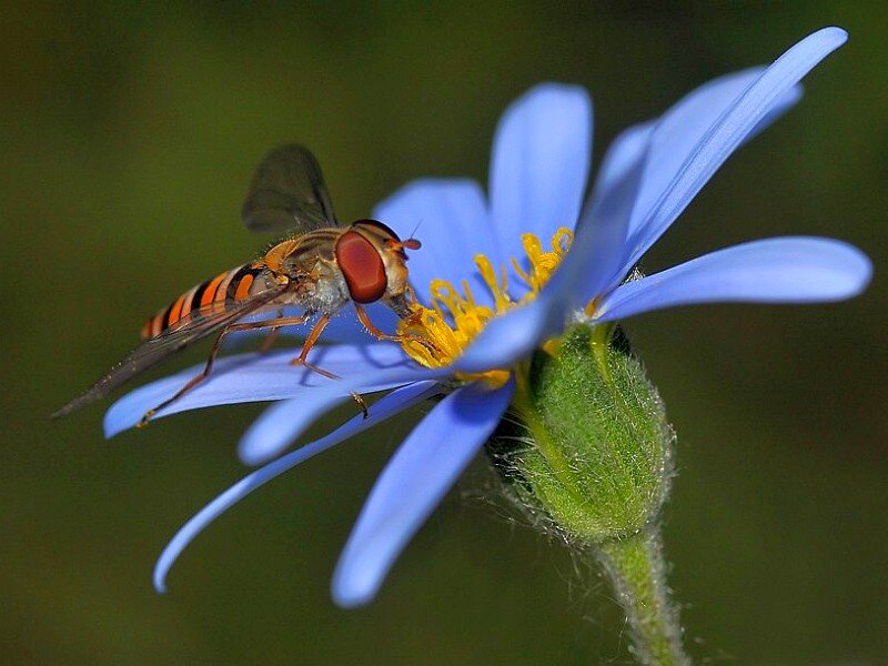Hoverfly on Blue Flower
