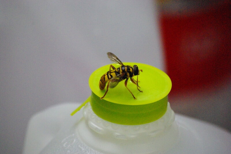 Hoverfly on Bottle Cap