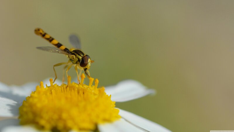 Hoverfly on Daisy — Yellow, Calm