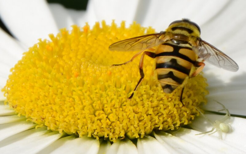 Hoverfly on Daisy — Yellow