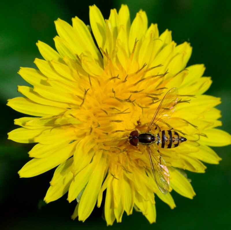 Hoverfly on Dandelion
