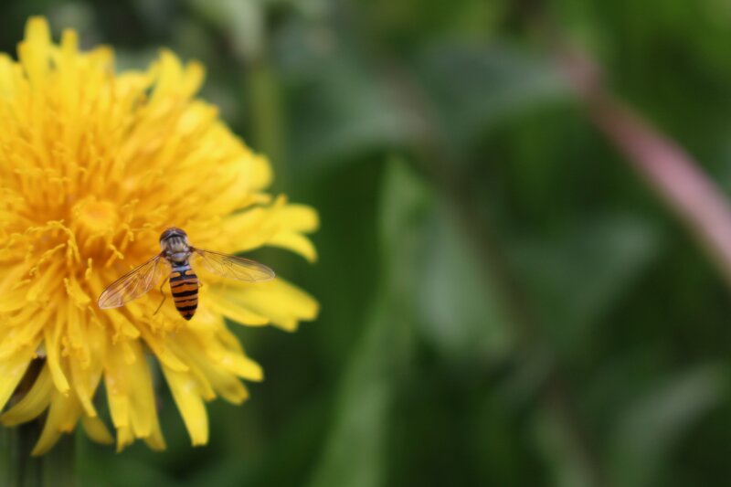 Hoverfly on Dandelion — Yellow