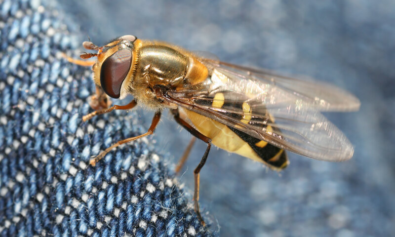 hoverfly on denim fabric