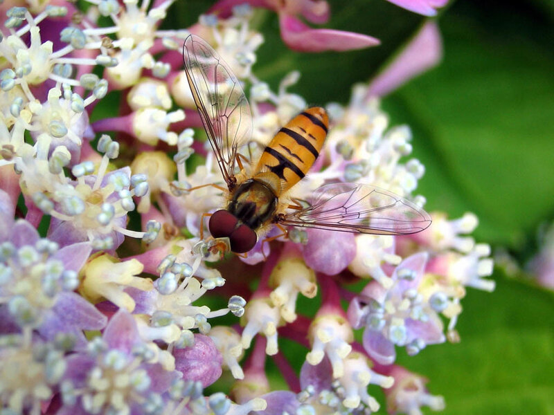 Hoverfly on Flower Cluster — Purple, Calm