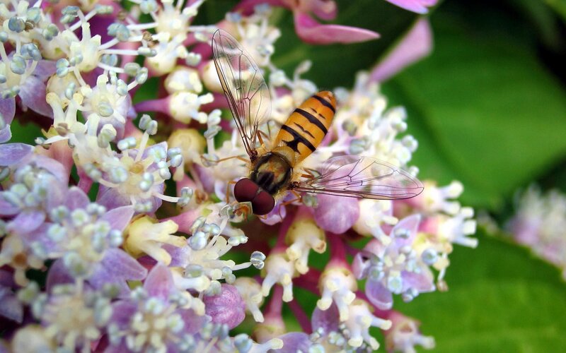 Hoverfly on Flower Cluster