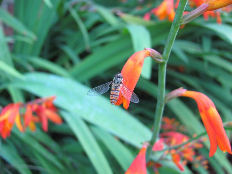 Hoverfly on Flower — Orange, Calm
