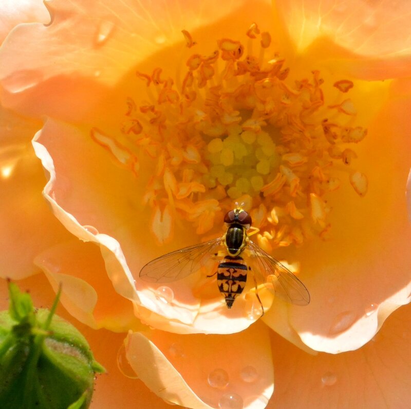 Hoverfly on Flower — Orange