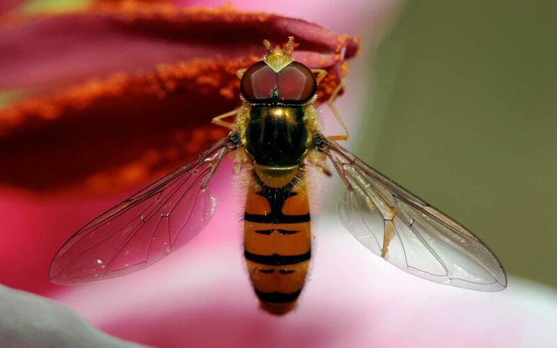 Hoverfly on Flower — Pink, Calm, Photograph
