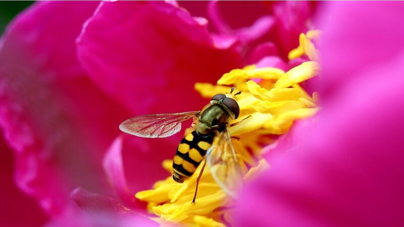 Hoverfly on Flower — Pink, Calm, Spring, Photograph, Insect, Petals