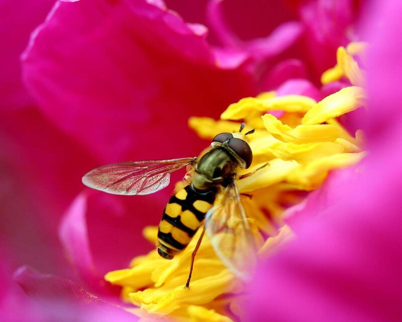 Hoverfly on Flower — Pink, Calm, Spring