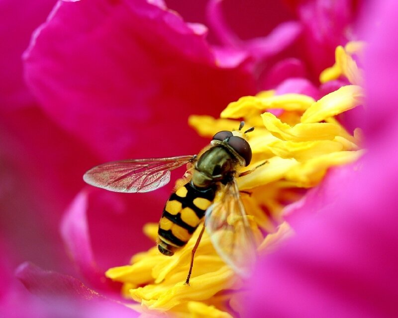 Hoverfly on Flower — Pink, Calm, Summer, Photograph, Petals