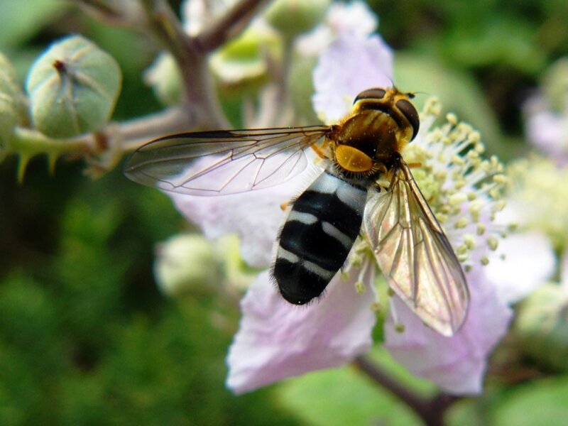 Hoverfly on Flower — Pink, Calm
