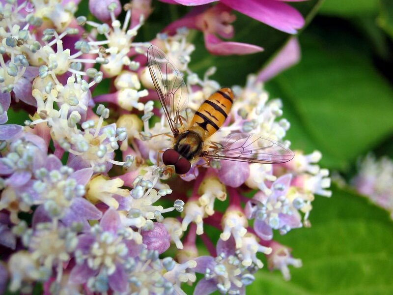 Hoverfly on Flower — Purple, Calm, Summer