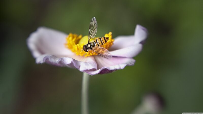 Hoverfly on Flower — Purple, Calm