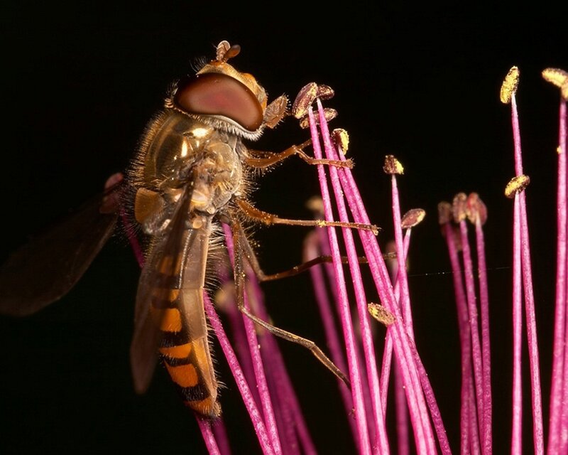 Hoverfly on Flower — Purple, Dramatic