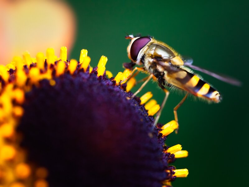 Hoverfly on Flower — Purple, Natural, Photograph, Insect