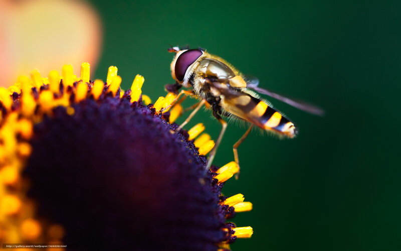 Hoverfly on Flower — Purple, Natural