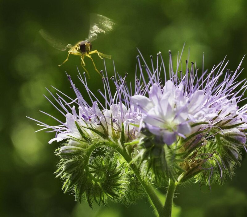 Hoverfly on Flower — Purple