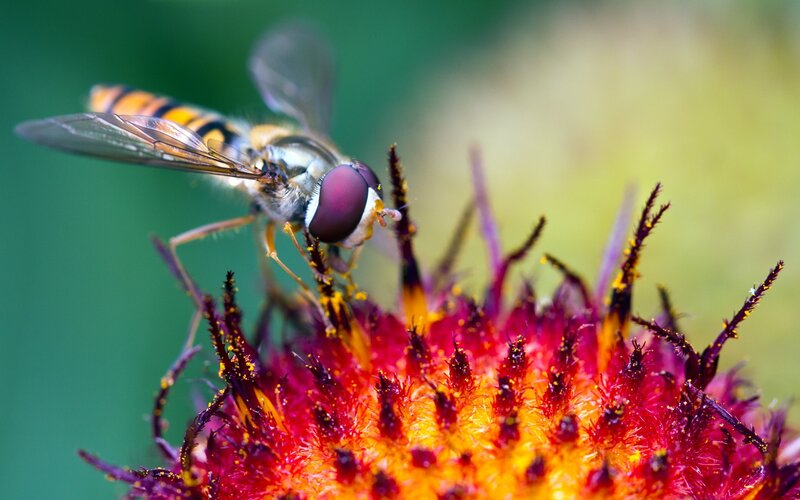Hoverfly on Flower — Red, Natural
