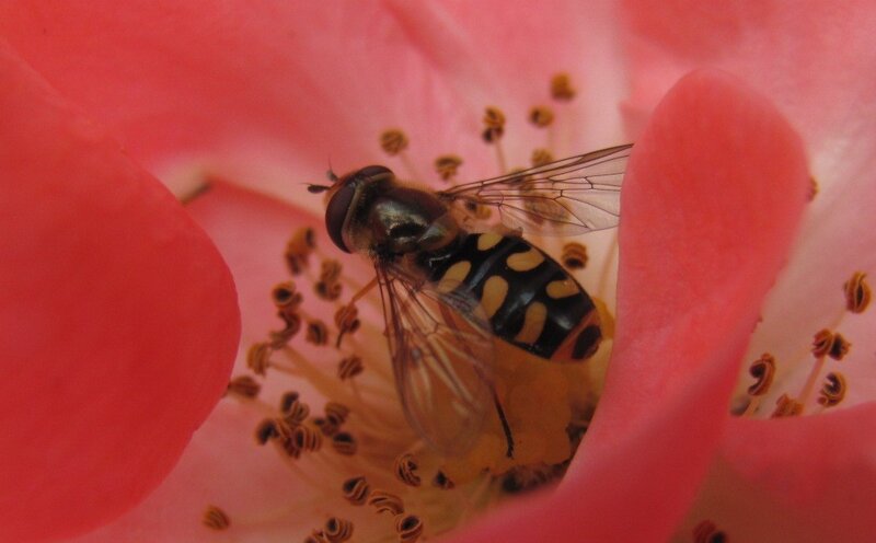 Hoverfly on Flower — Spring