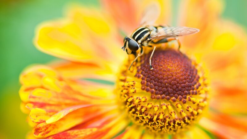 Hoverfly on Flower — Yellow, Calm, Afternoon, Photograph