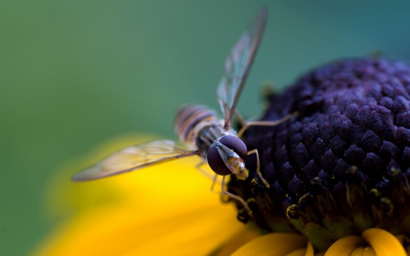 Hoverfly on Flower — Yellow, Calm, Afternoon