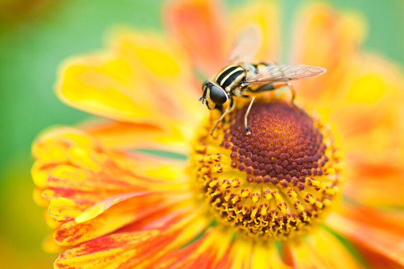 Hoverfly on Flower — Yellow, Calm