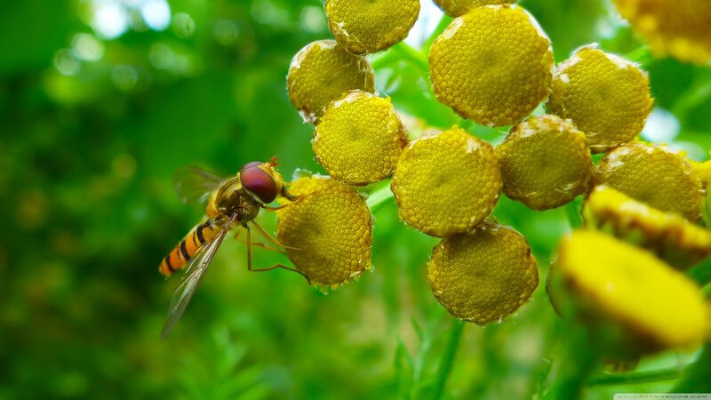 Hoverfly on Flower — Yellow, Natural, Afternoon