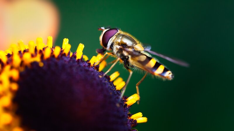 Hoverfly on Flower — Yellow, Natural, Photograph, Insect