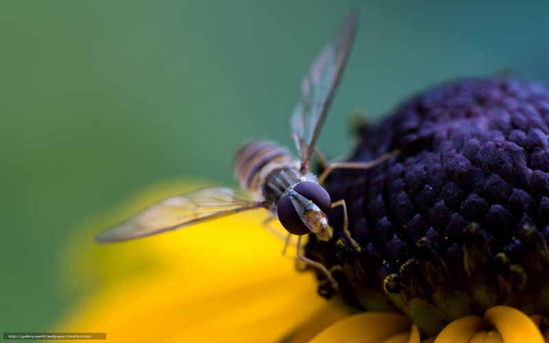 Hoverfly on Flower — Yellow, Natural, Photograph