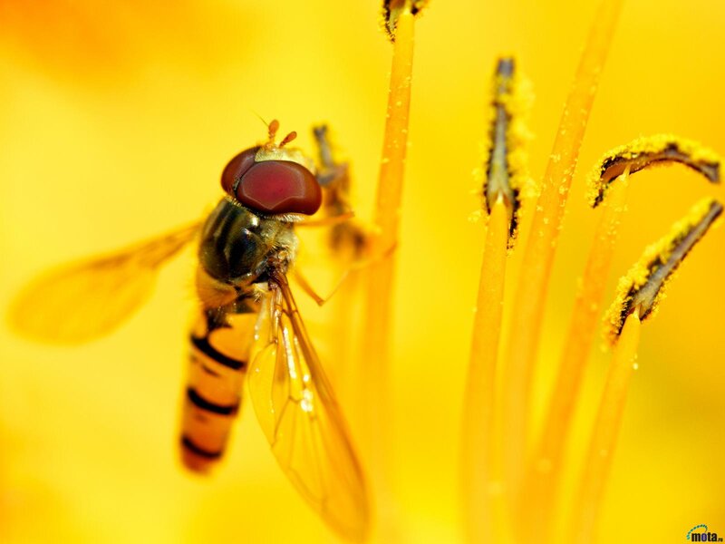 Hoverfly on Flower — Yellow, Natural