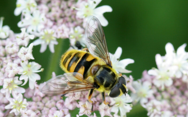 Hoverfly on Flowers