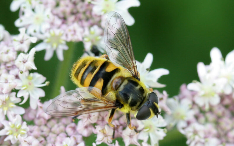 Hoverfly on Flowers — Yellow