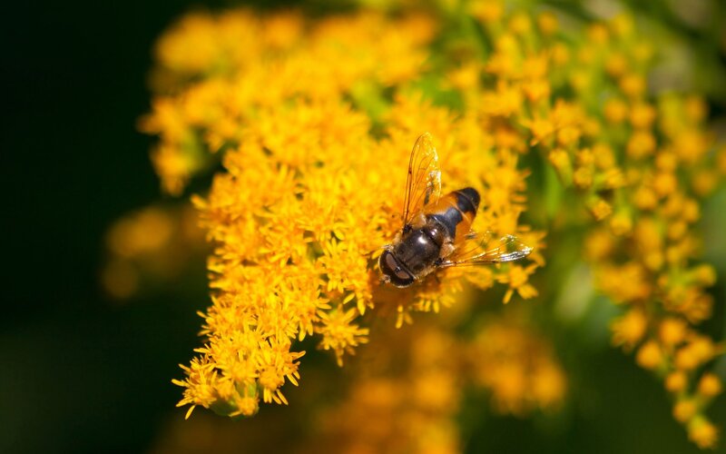Hoverfly on Goldenrod