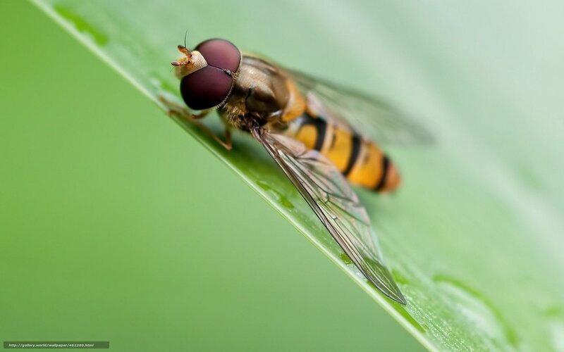 hoverfly on green leaf