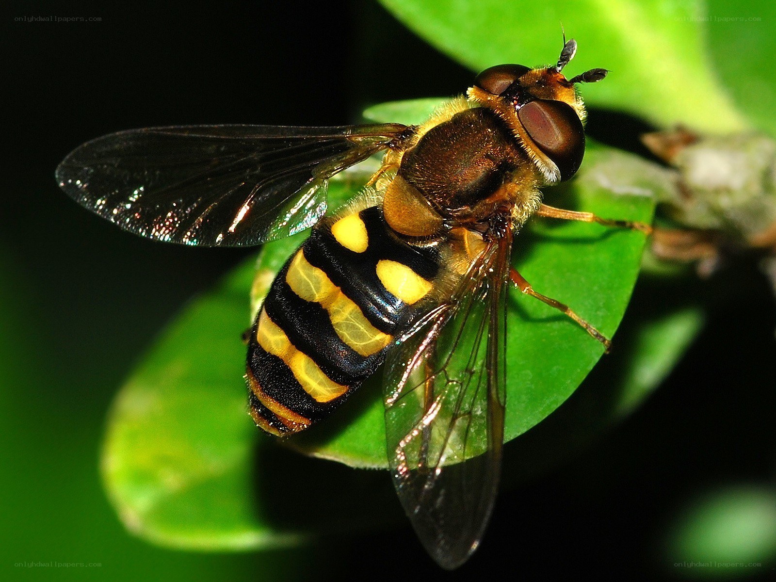 hoverfly on green leaf